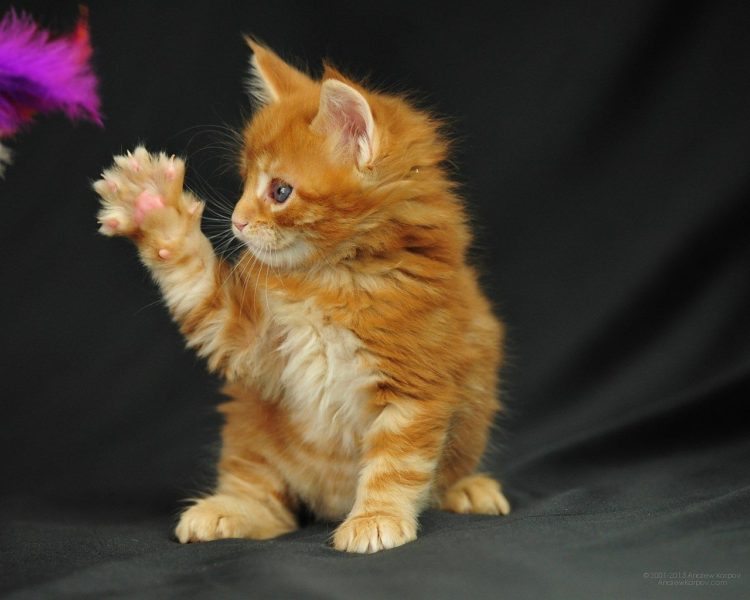 Maine Coon Kittens for Sale – Cautionary Note